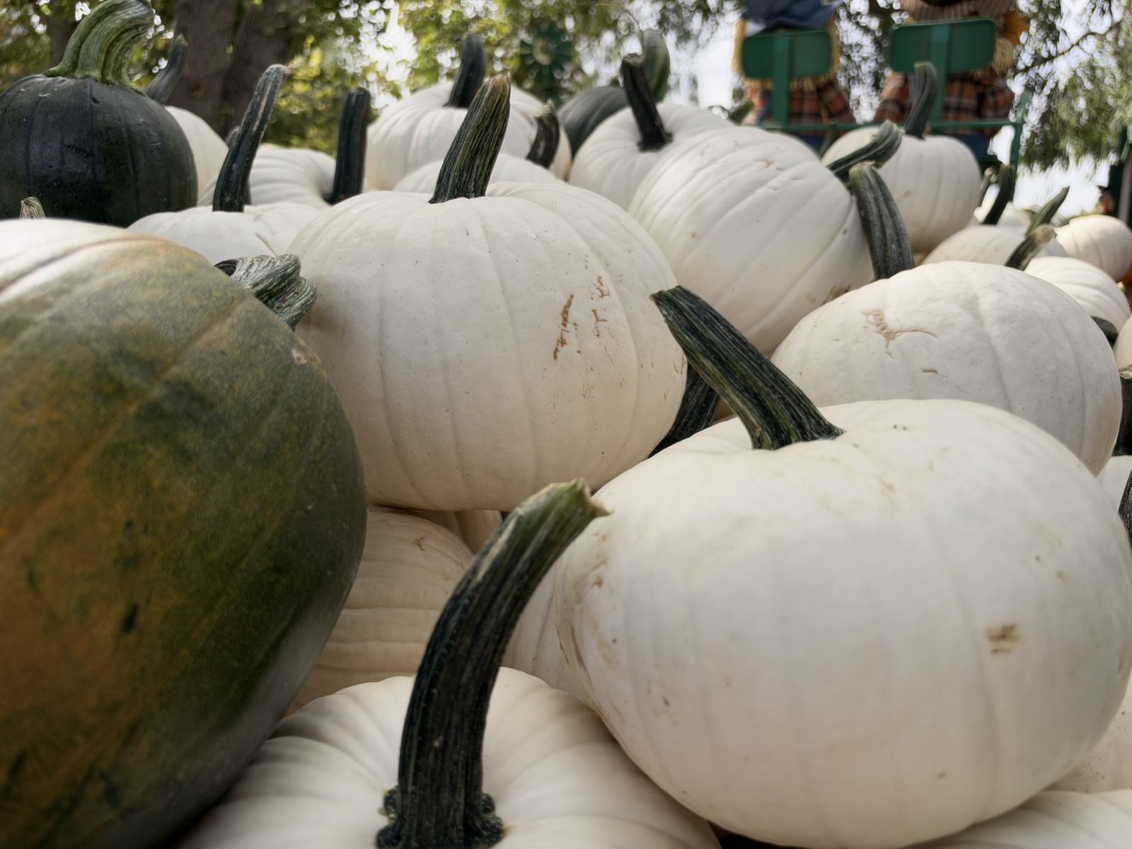 Smith Family Farm Pumpkins